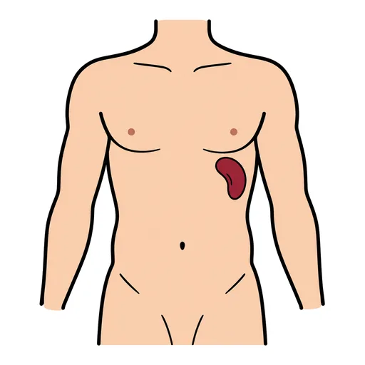 Pictograma de bazo (cuerpo y salud) para SAAC y logopedia